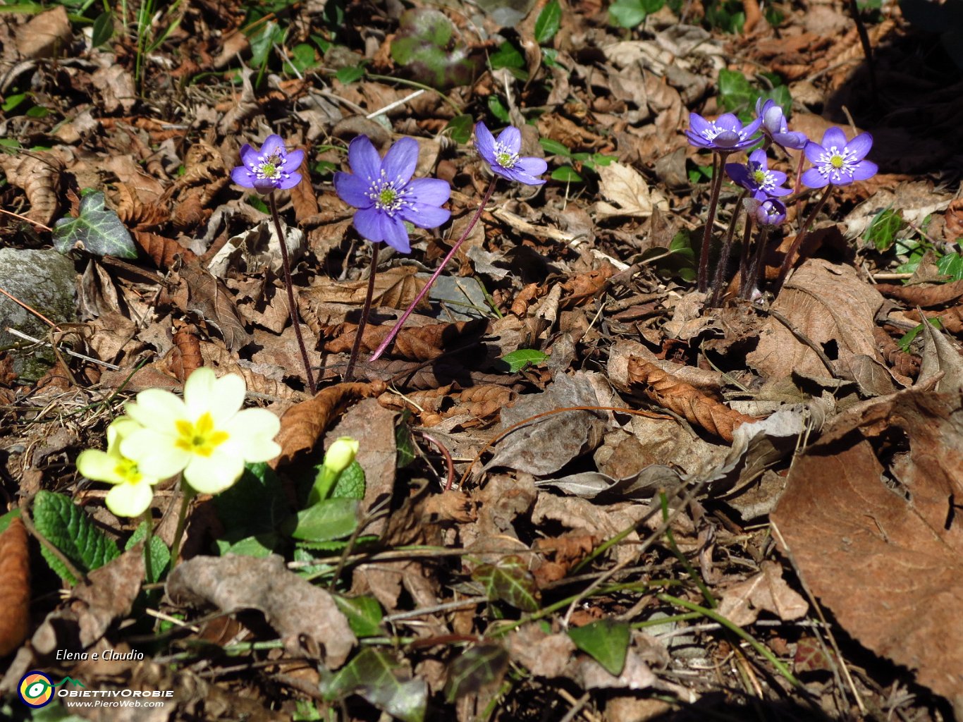 18 nel bosco e' primavera.JPG